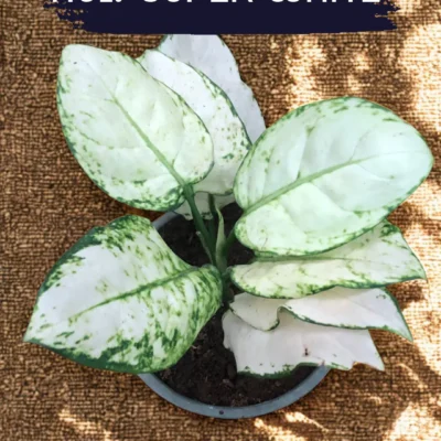 Indoor Plant Karachi