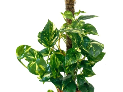 Golden Pothos Money Plant – Indoor Vine in Karachi