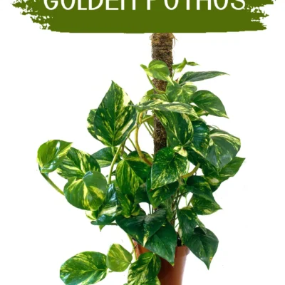Golden Pothos Money Plant – Indoor Vine in Karachi