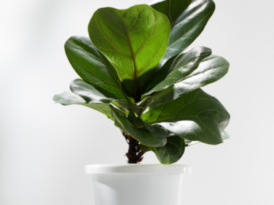 Ficus Lyrata – Fiddle Leaf Fig Plant | Indoor Potted Plant