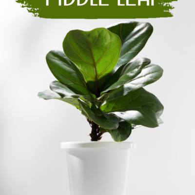 Ficus Lyrata – Fiddle Leaf Fig Plant | Indoor Potted Plant