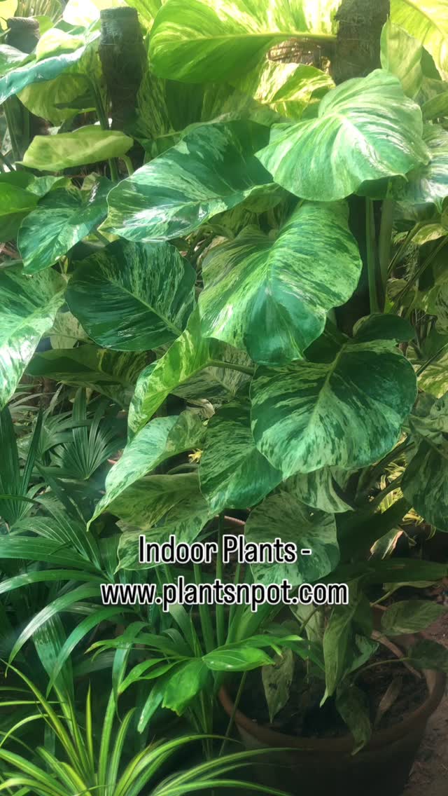 Looking for Healthy Fresh Indoor Plants?
You are at the right place!
💌DM or Whatsapp 03181482014 for more info.
Safe Delivery in Karachi

#plants #plantsnpots #karachi #plantsofinstagram #viral #fyp #fypage