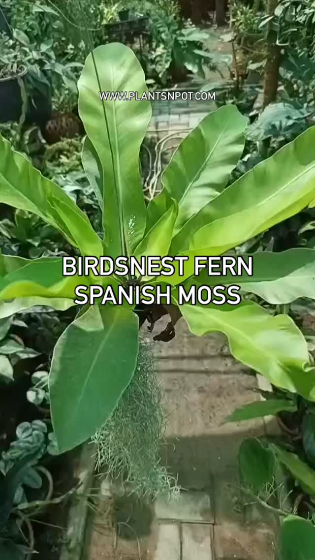 🌿 Birdnest Fern with Spanish Moss hanging
Available in Karachi 🪴
DM or WhatsApp to order
www.plantsnpot.com
#birdnest #birdnestfern #fern #moss #spanishmoss #hanging #plants