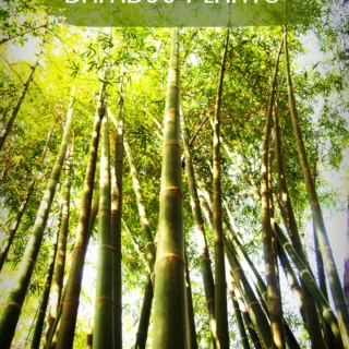 Bamboo Plants – Outdoor & Indoor Greenery | Karachi