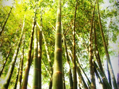 Bamboo Plants – Outdoor & Indoor Greenery | Karachi