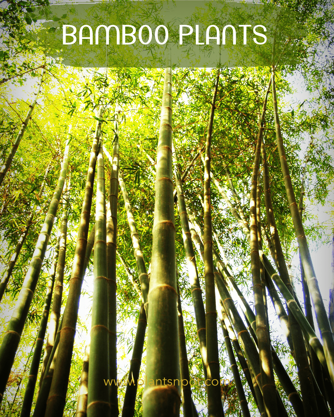 Bamboo plants