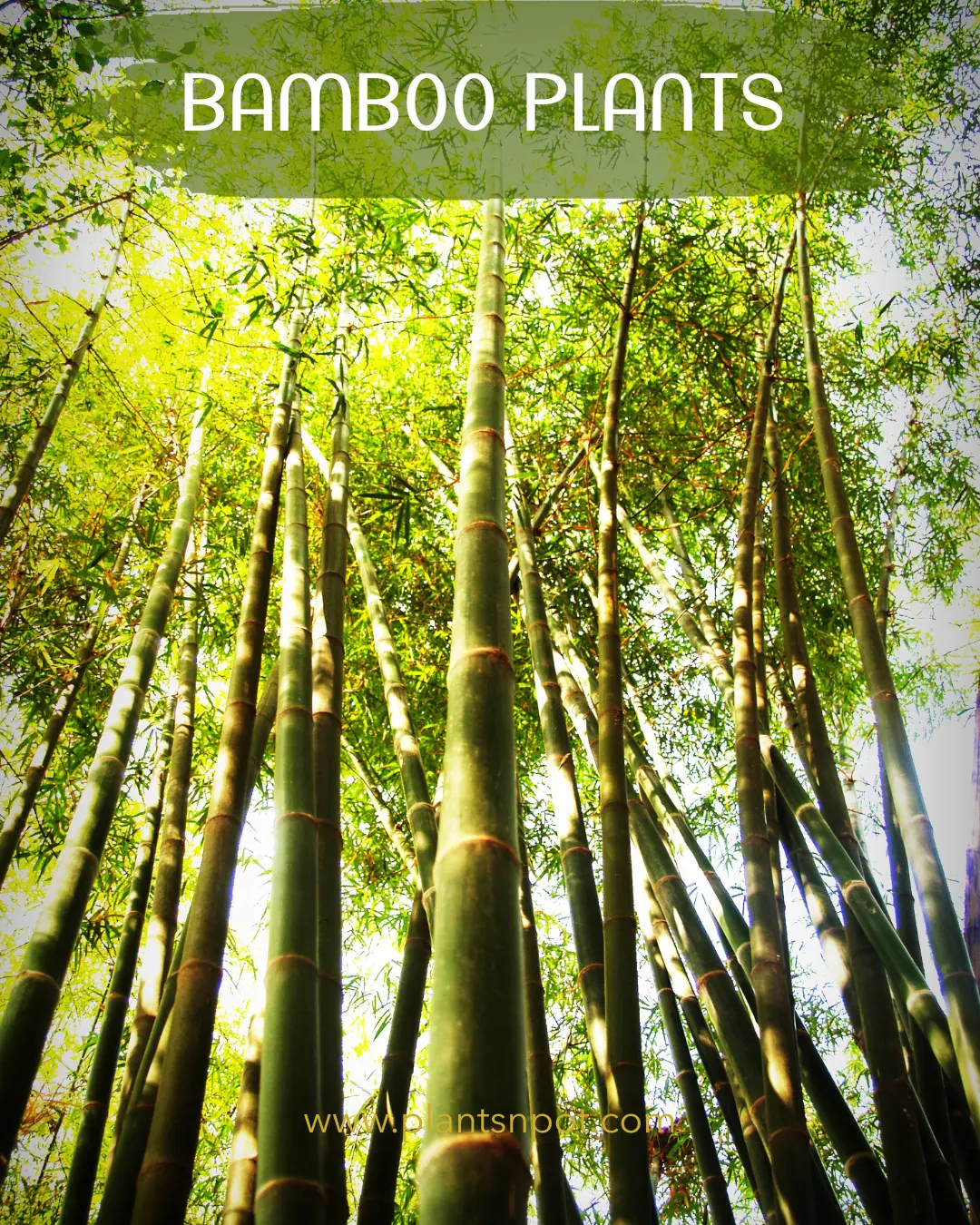 Bamboo plants