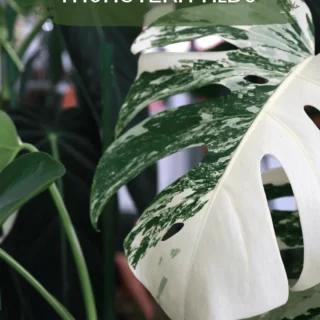 Monstera Albo – Rare Variegated Split-Leaf Plant