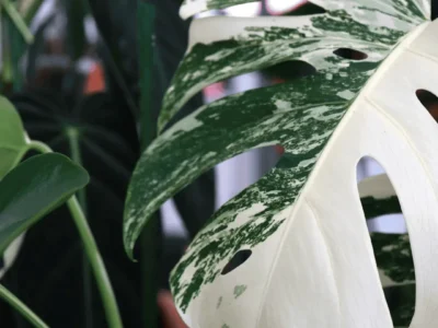 Monstera Albo – Rare Variegated Split-Leaf Plant