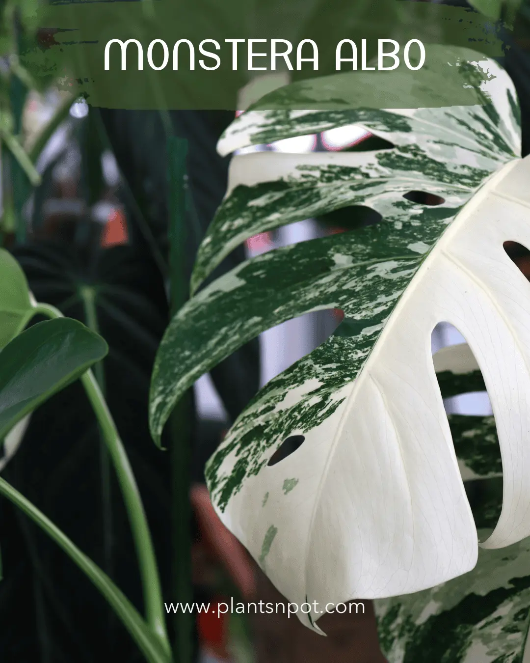 Monstera Albo Plantsnpot.com