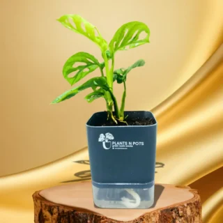 Monstera Plant with Self Watering Square Pot