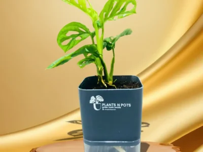 Monstera Plant with Self Watering Square Pot