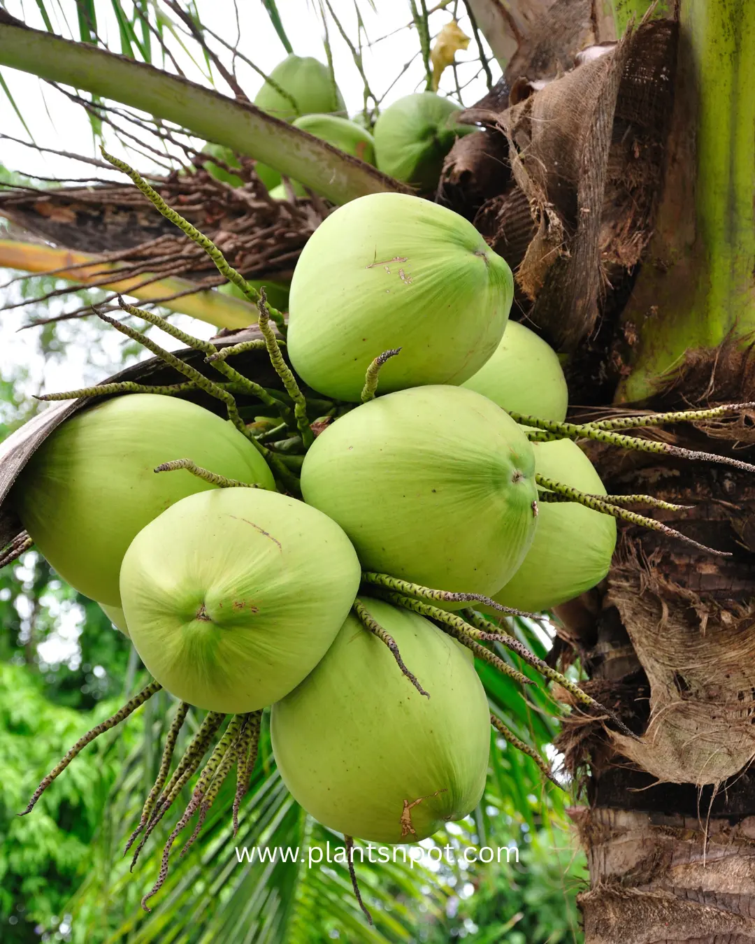 coconut plant
