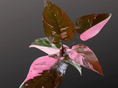 Pink Princess Galaxy Philodendron
