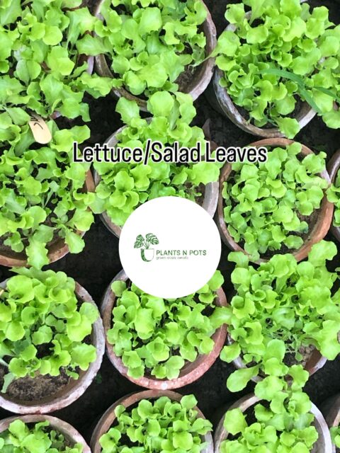 Winter Vegetable and Herbs Seedling and Plants Available in stock.
Limited Stock DM to get yours today!
Eat Organic, Grow your Own Food!
Browse: www.plantsnpot.com

#plants #vegtables #organicfood  #organic #growyourfood #seedlings #tomato #chilli #mint #eggplants #plantsnpot #plantsnpots #karachi #fypシ #fypreelsシ゚