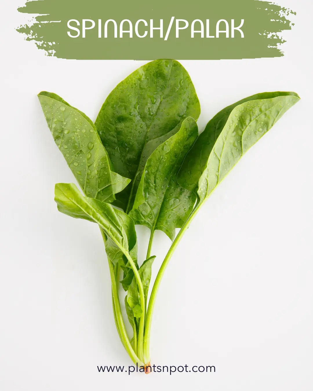Spinach plant