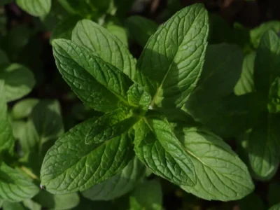 Mint Plant