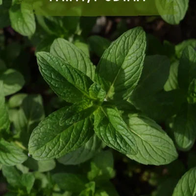 Mint Plant