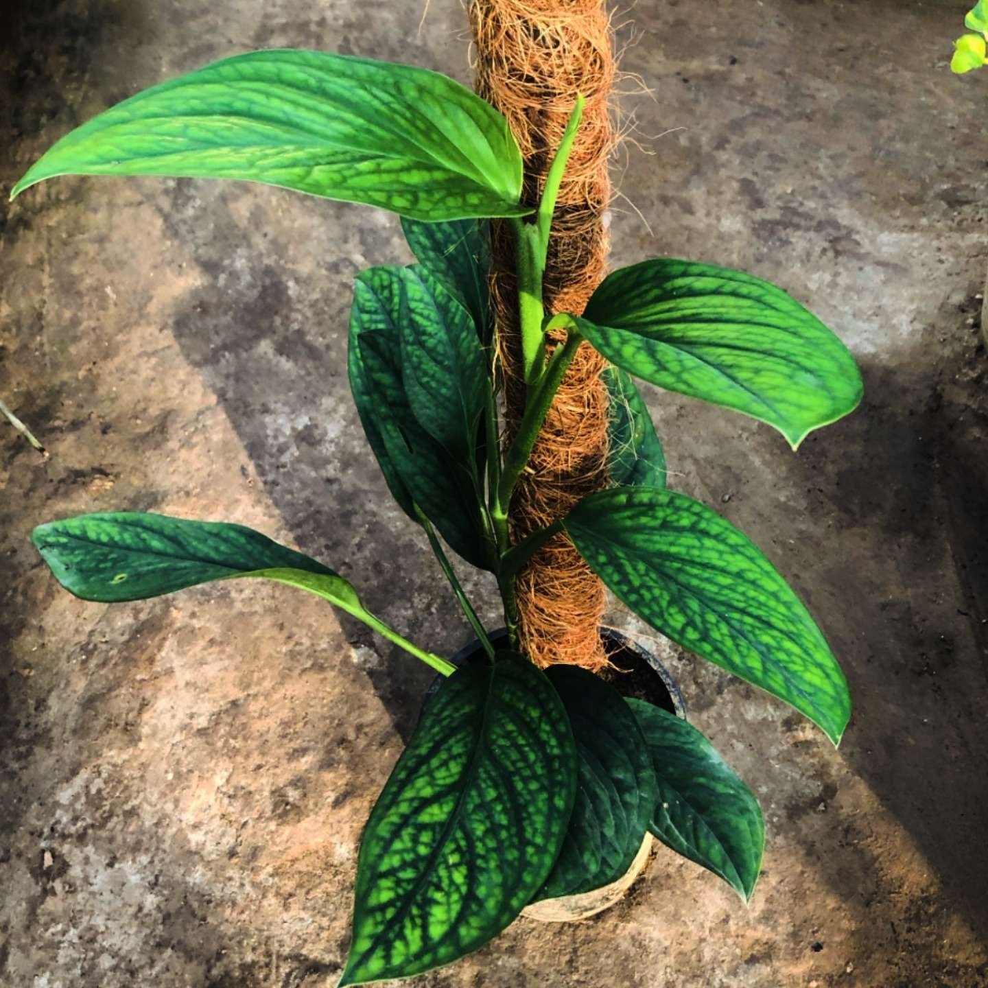 Monstera Siam now in stock — limited pieces! 🌿✨ Grab yours before it’s gone.

#monstera #indoorgarden #plants #plantsplantsplants #plantsnpots