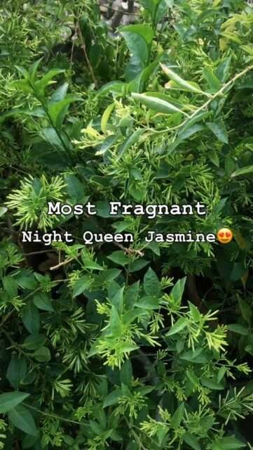 Every petal carries the secret scent of the night 🌸🌙

Raat ki Raani/Night Queen Jasmine

#Jasmine #nightbloom #flowers #flowerstagram #fyp #virałreels #plantsnpots #plants