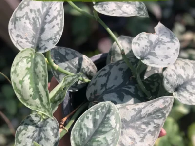 Scindapsus Silver Lady – Rare Variegated Pothos