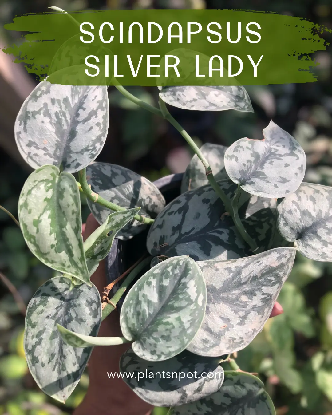 Scindapsus Silver Lady