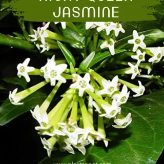 Night Blooming Jasmine