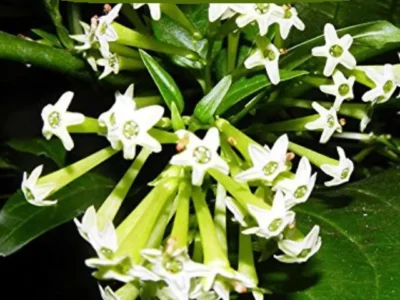 Night Blooming Jasmine