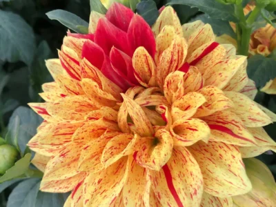Dahlia Flower