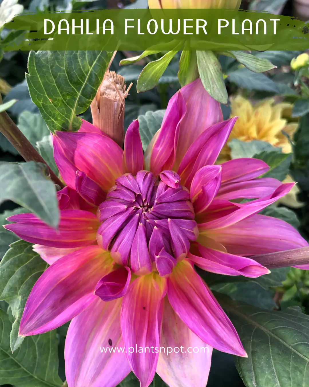 Dahlia Flower - Image 3