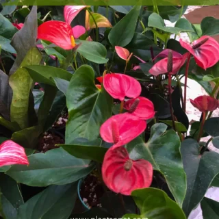 Anthurium | Tailflower