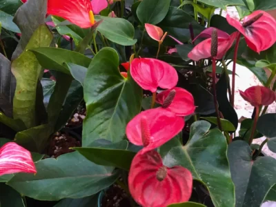 Anthurium | Tailflower