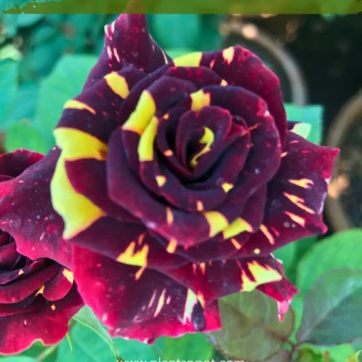 Abracadabra Rose Plant | Striped Rose in Karachi