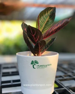 Aglaonema red sumatra