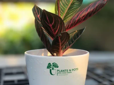 Aglaonema red sumatra
