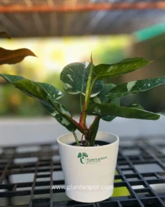 Philodendron White Princess Marble indoor plant with white variegated leaves in plastic nursery pot