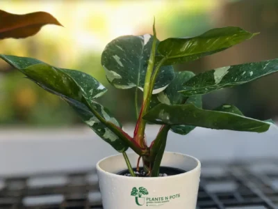 Philodendron White Princess Marble indoor plant with white variegated leaves in plastic nursery pot