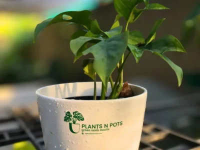 Mini Monstera easy care indoor plant Karachi