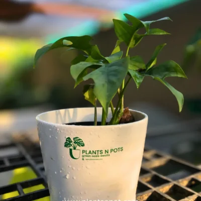 Mini Monstera easy care indoor plant Karachi