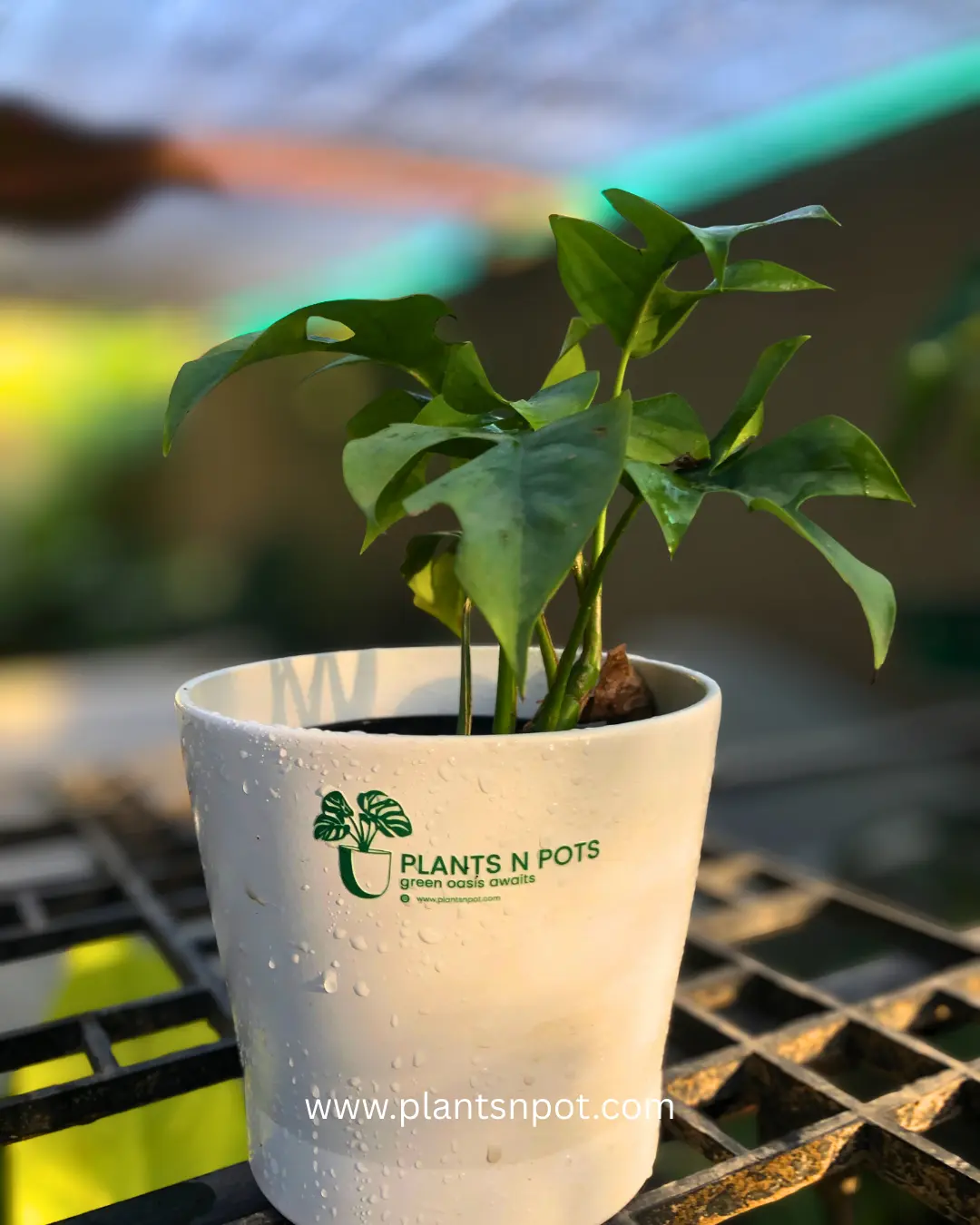 Mini Monstera- indoor plant