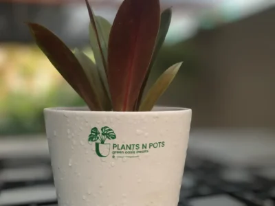 Rare Philodendron Linnaei