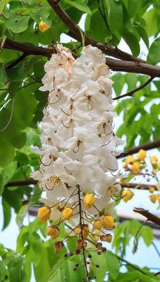 White Amaltas in Karachi for delivery
#Viral #plants #cassia #flowers #karachi