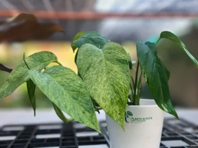 Epi Pinnatum Mint