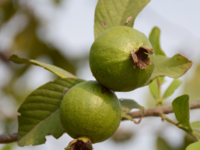 Guava Plant