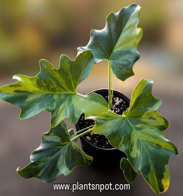 A little beauty with a whole lot of character. 🌿🤍

Meet our Philodendron Selloum Variegated — beautiful leaves with natural splashes of variegation that make every leaf unique. 💚✨

Perfect for adding a fresh tropical touch to your space without going overboard.

🌱 Limited availability
📩 DM us to order

Green Oasis Awaits 🌿

#PhilodendronSelloum #VariegatedPhilodendron #VariegatedPlants #PlantLovers #RarePlants IndoorPlants PlantsNPots GreenOasisAwaits