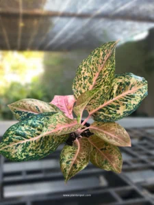 Imported Aglaonema Banana Plant Karachi