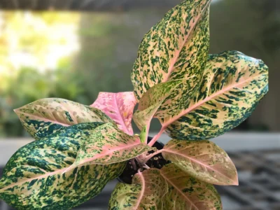 Imported Aglaonema Banana Plant Karachi