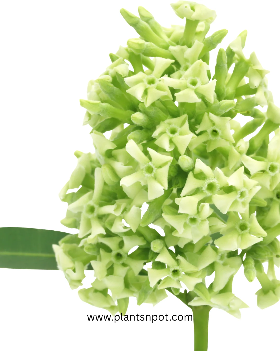 Alstonia Flower Plant