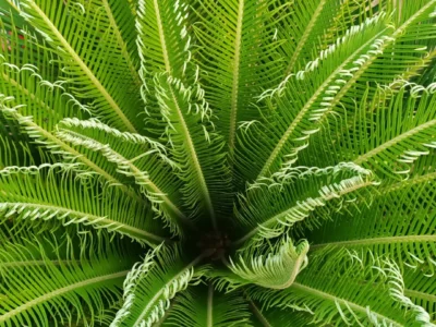 Premium outdoor tropical plant Karachi