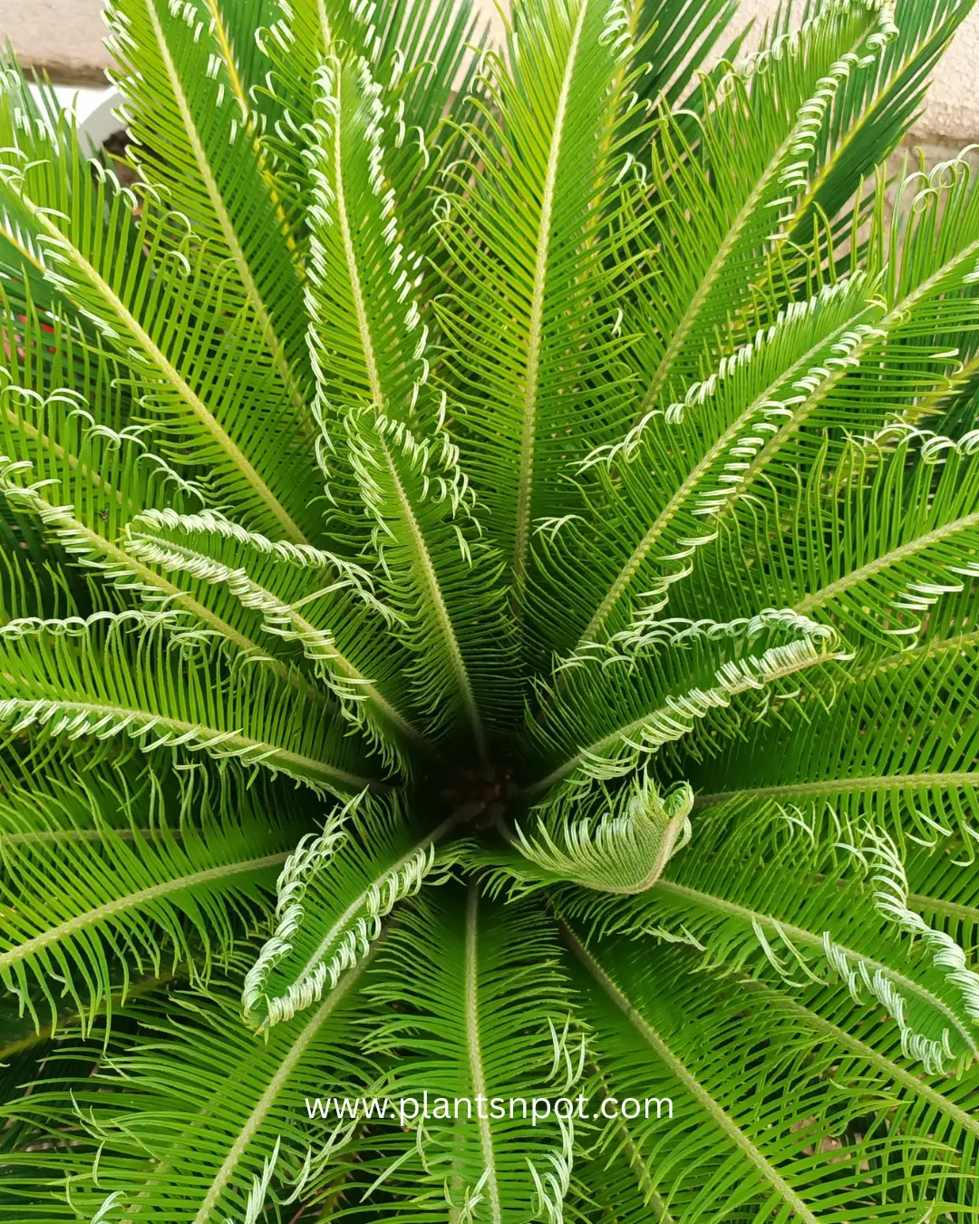 Cycas palm